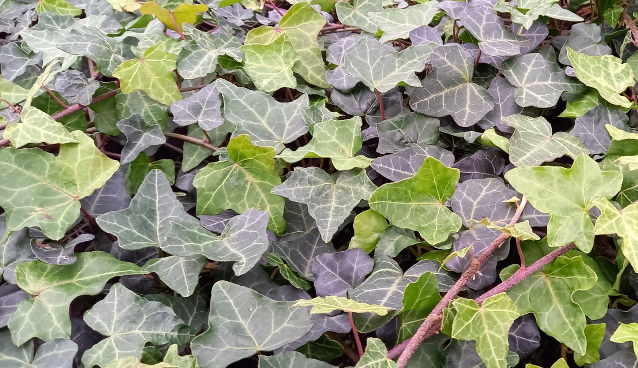 hedera-helix