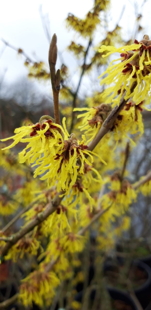 hamamelis-x-intermedia-arnold-promise