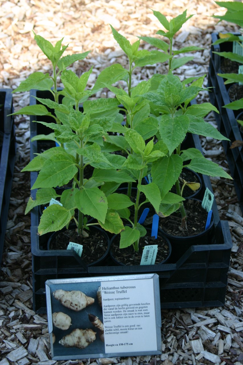 helianthus-tuberosus-weisse-truffel