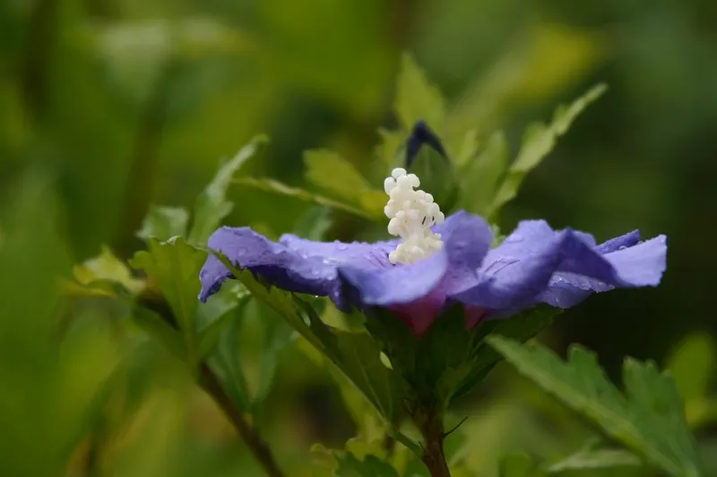 Hibiscus syriacus 'Marina' : C3 : 30-60