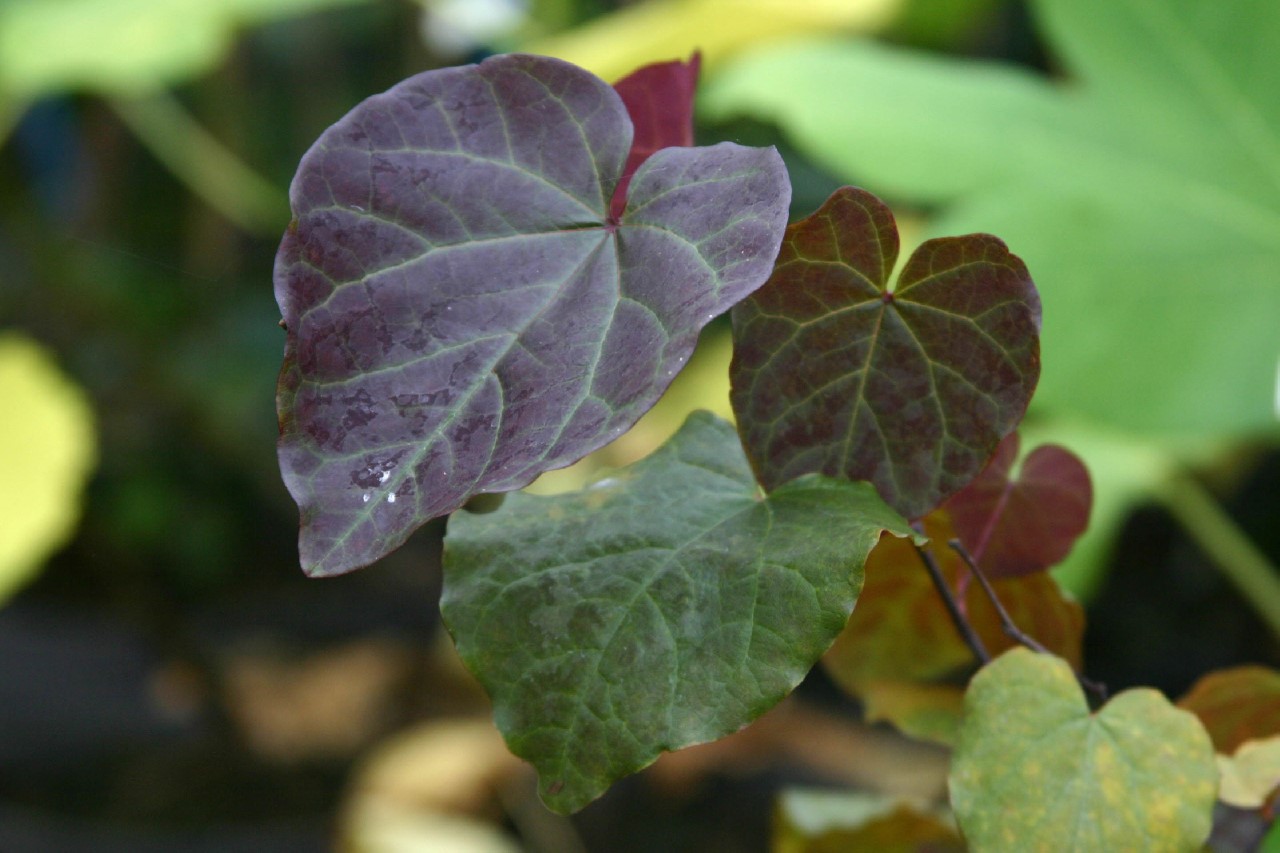 cercis-canadensis-merlot