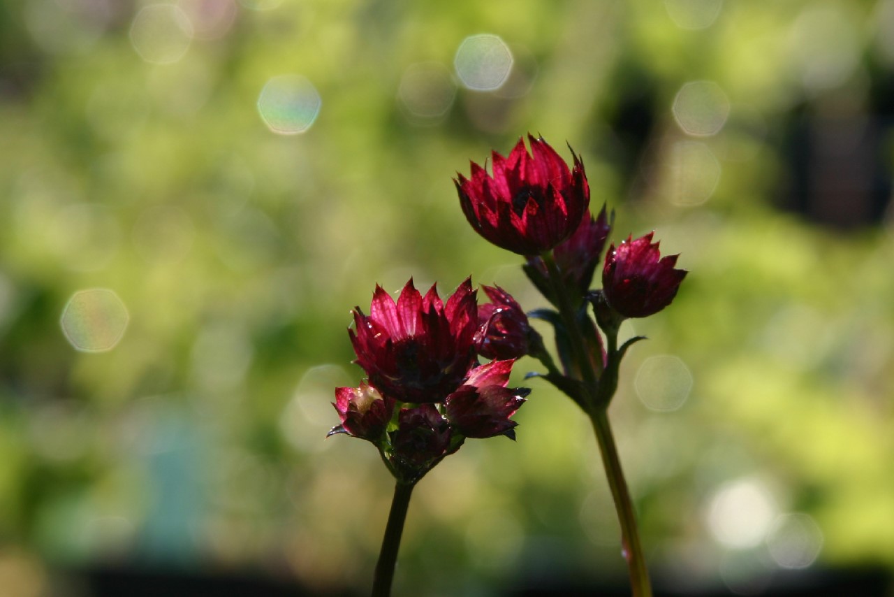 astrantia-major-ruby-wedding
