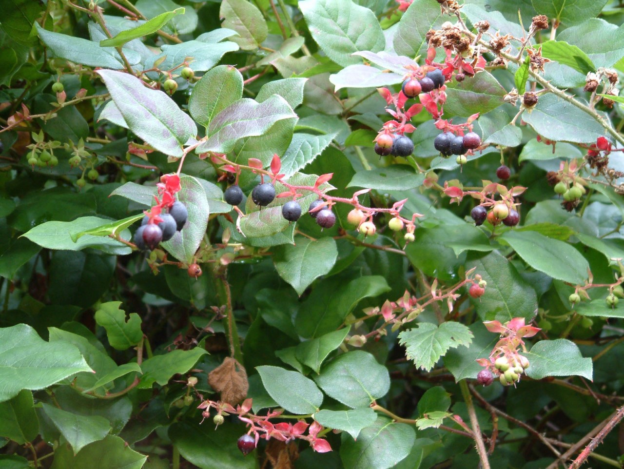gaultheria-shallon