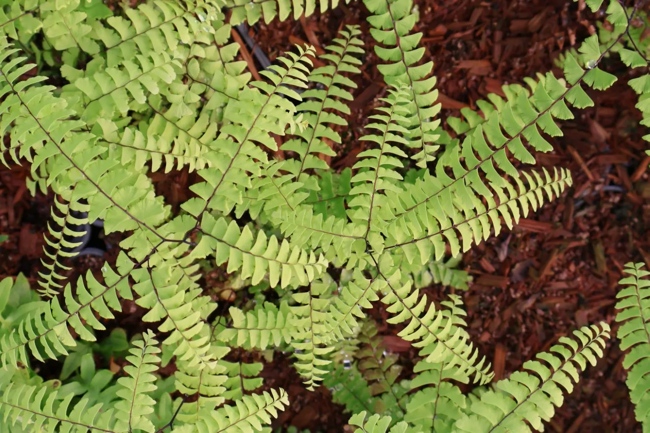 Adiantum pedatum aleuticum Adiantum pedatum aleuticum