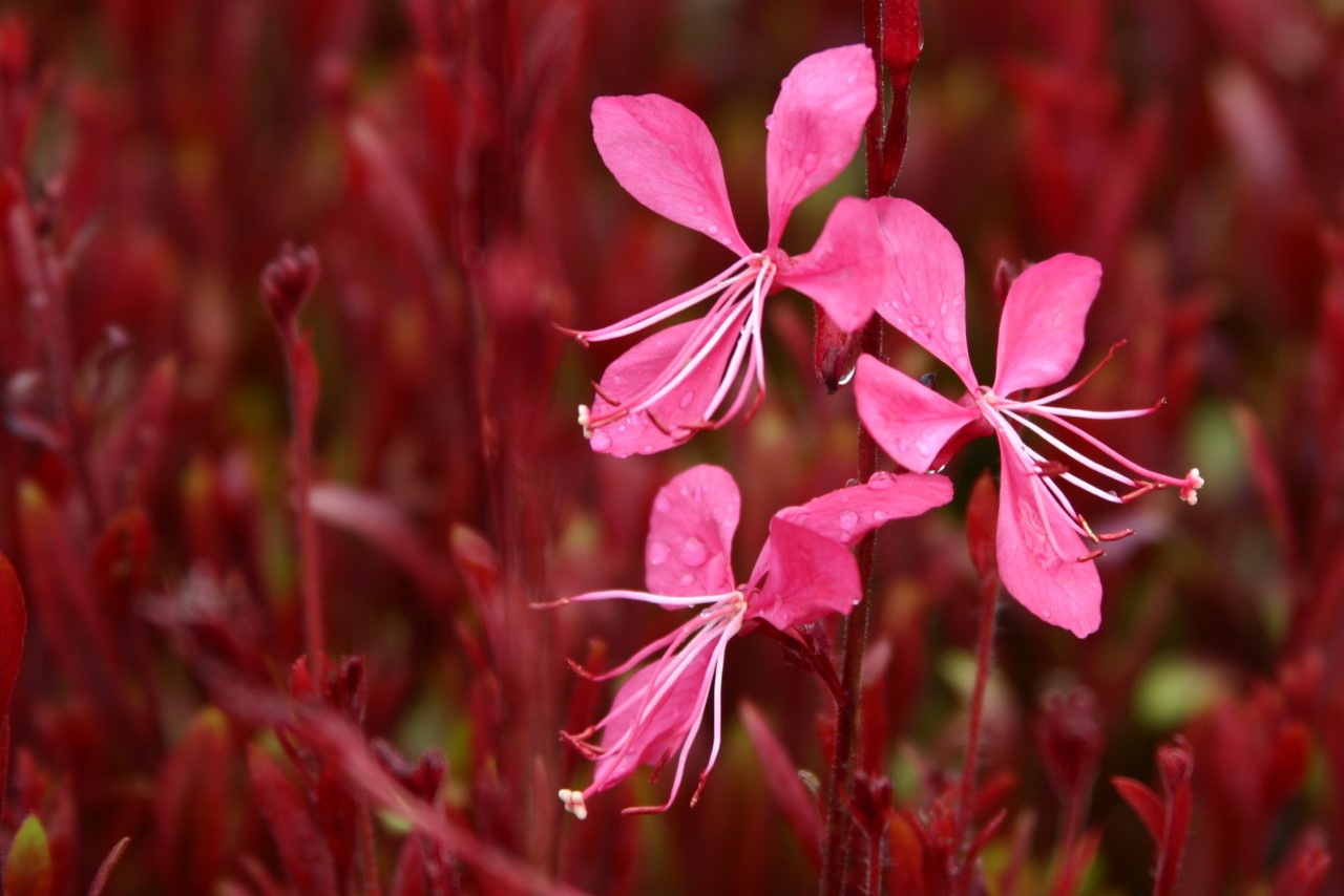 gaura-lindheimeri-tutti-frutti