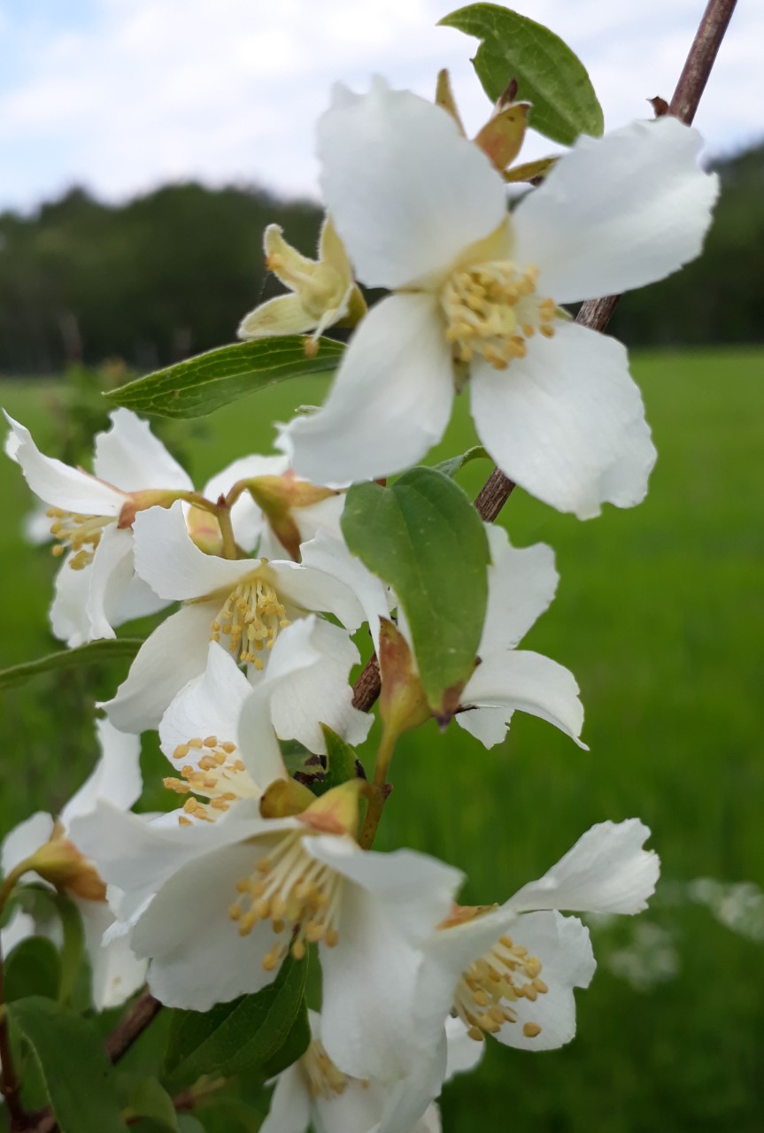 philadelphus-lemoinei