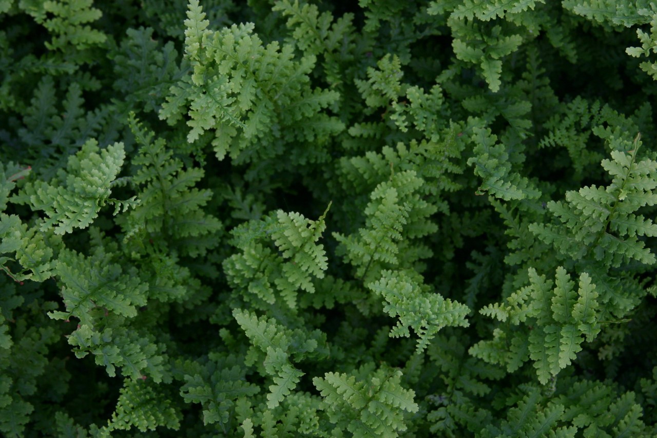 dryopteris-filix-mas-barnesii