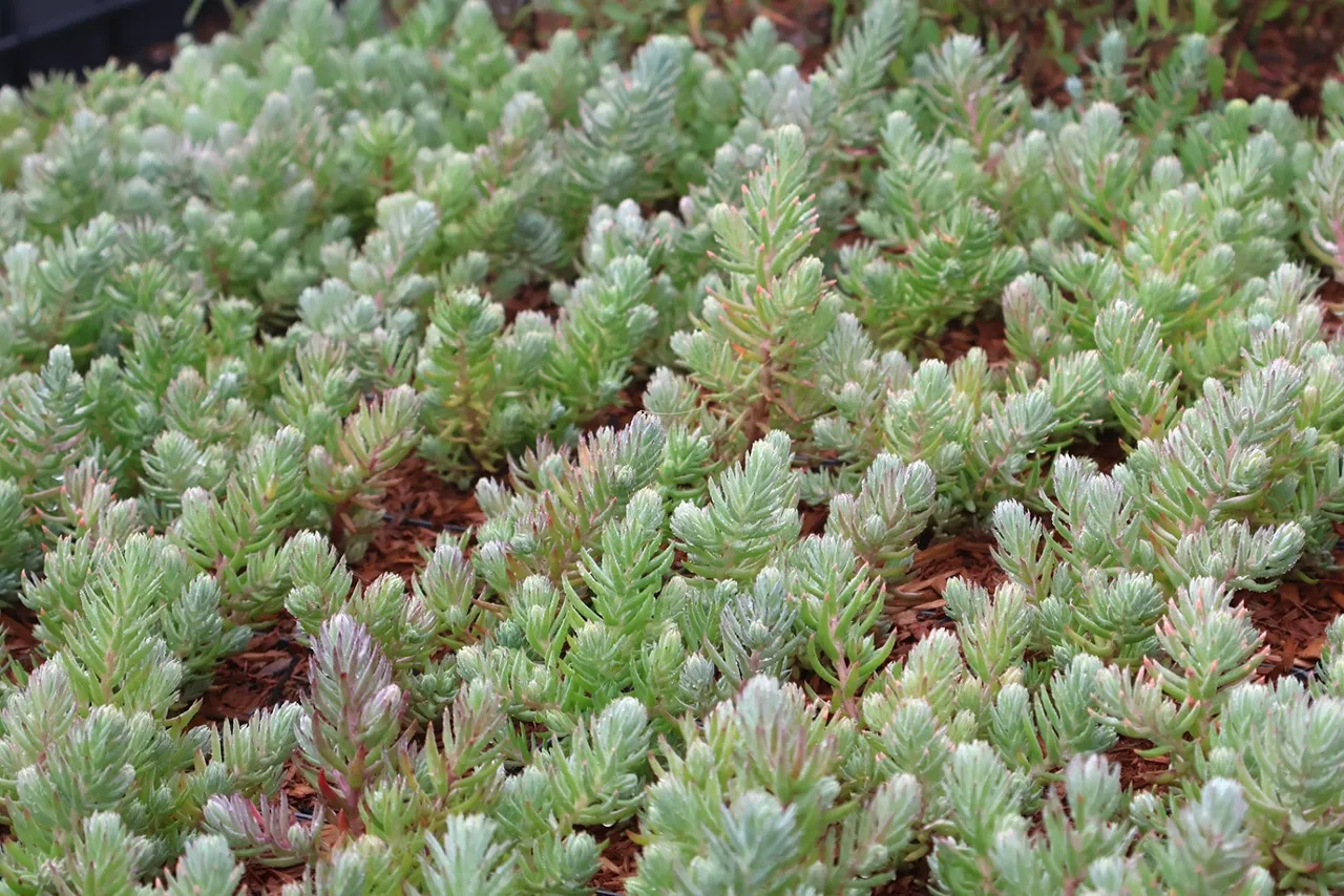 Sedum reflexum