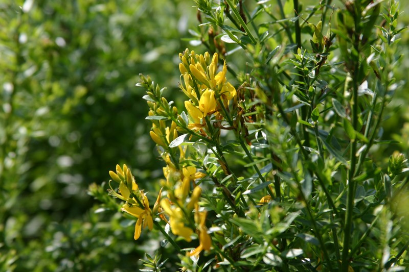 genista-tinctoria-royal-gold