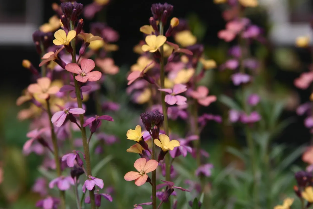 Erysimum mutabile