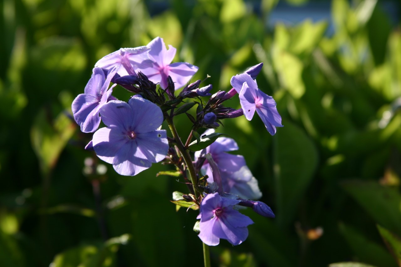 phlox-p-blue-paradise