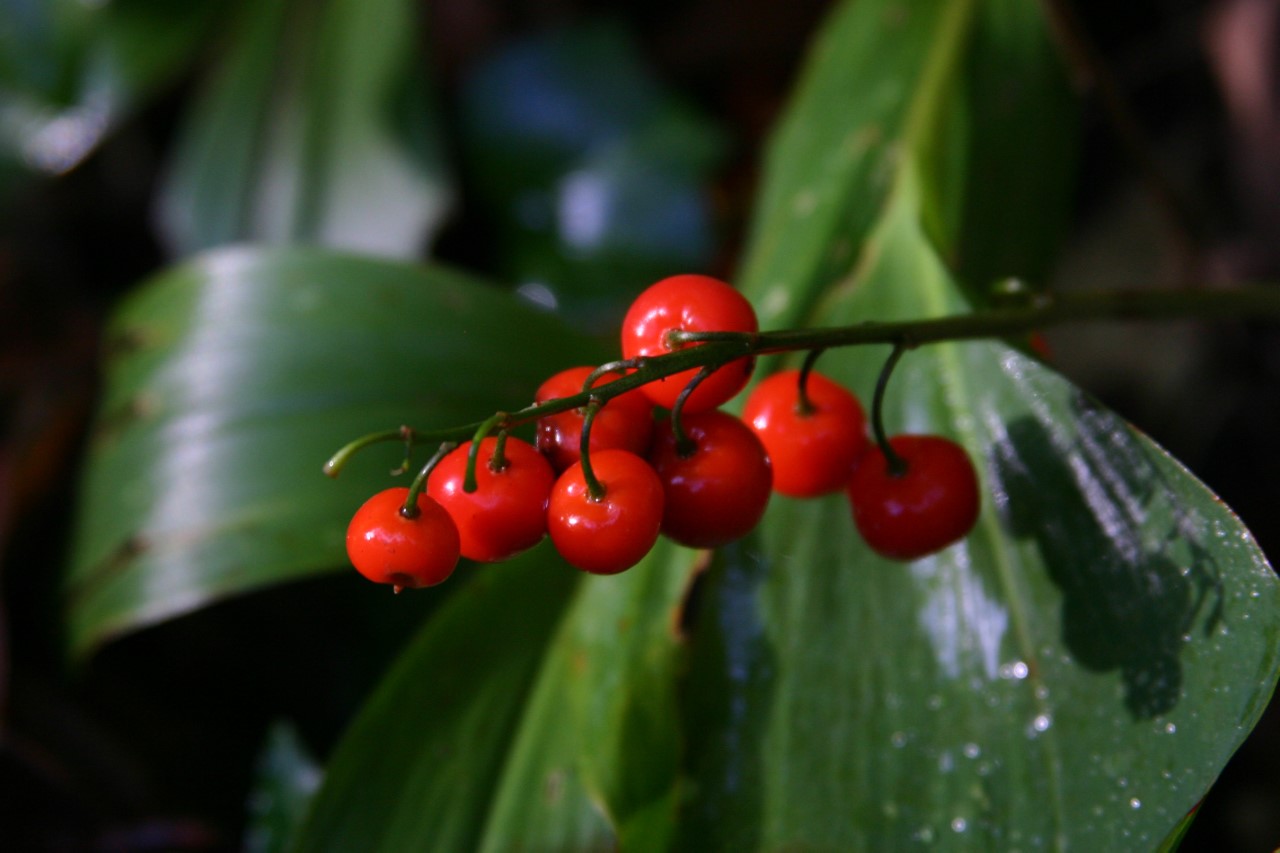 convallaria-majalis-rosea