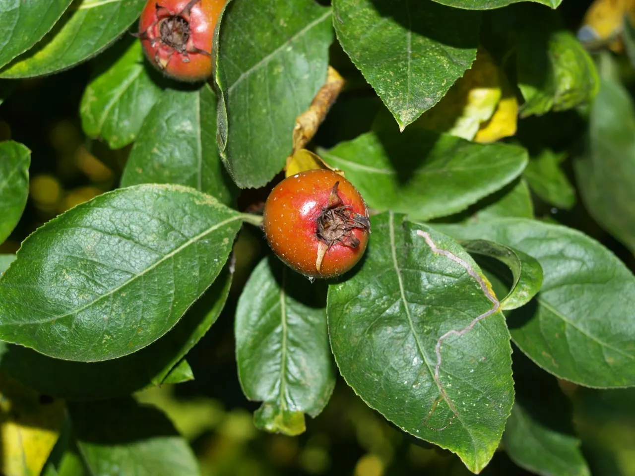 Crataemespilus grandiflora