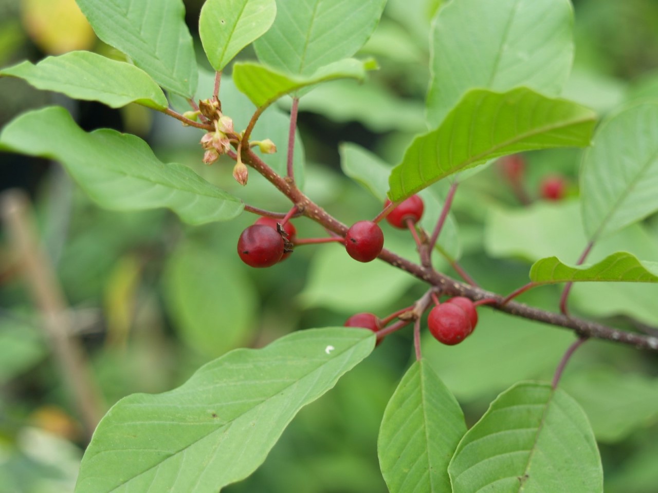 frangula-alnus