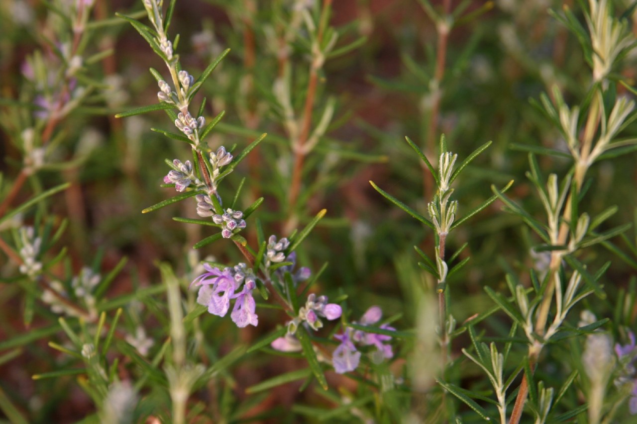 rosmarinus-officinalis-majorca-pink