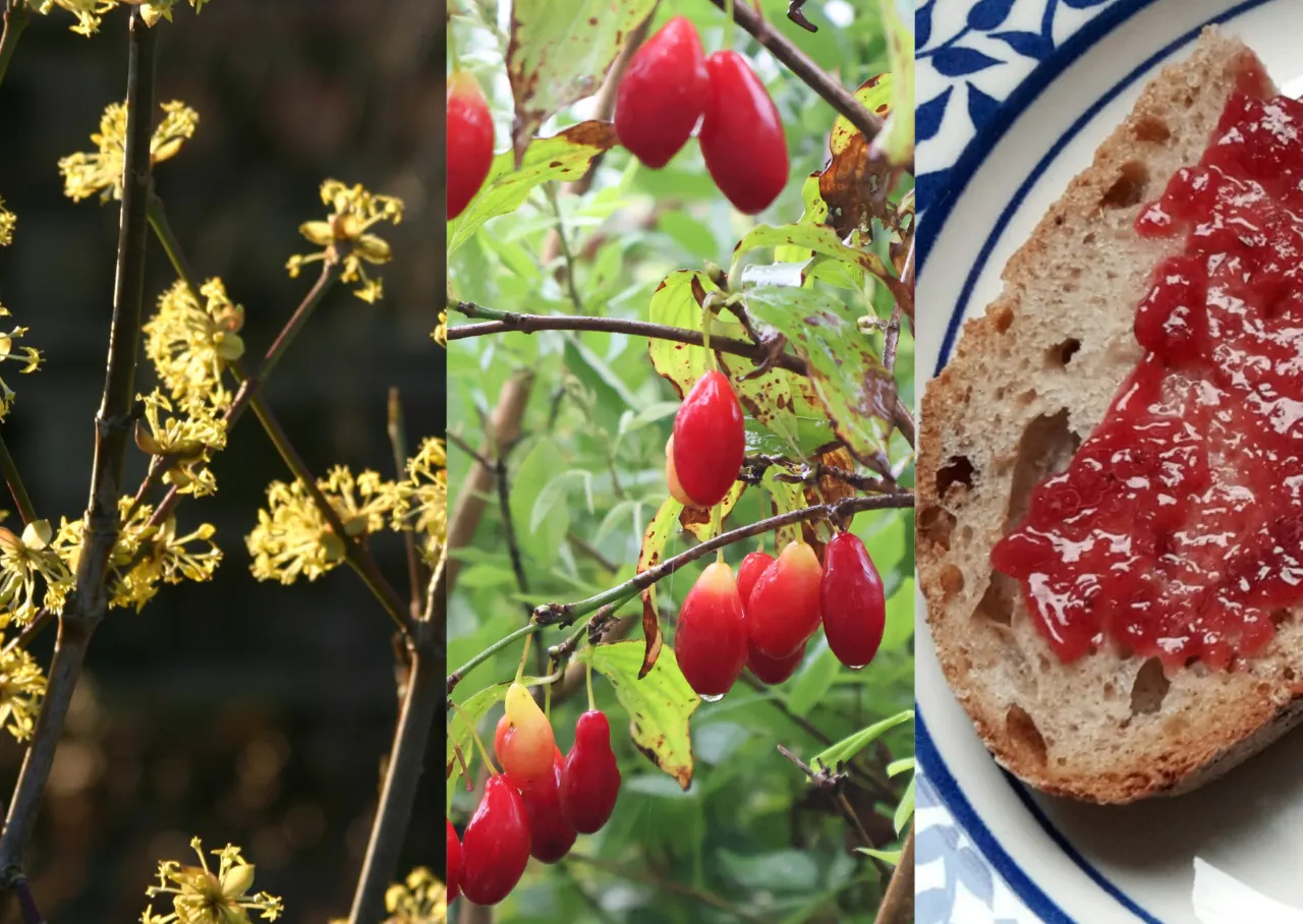 Cornus mas mix