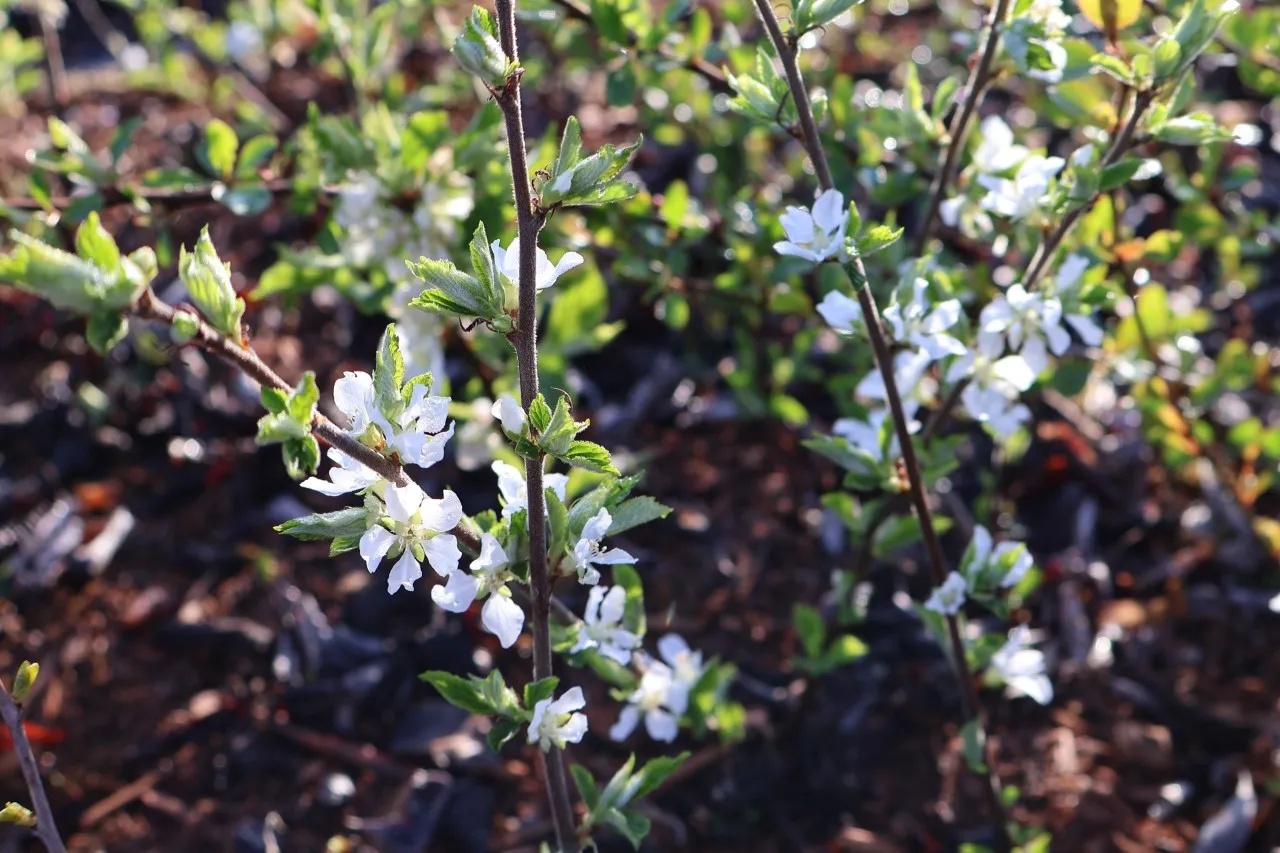 Prunus tomentosa 'White Ninja'