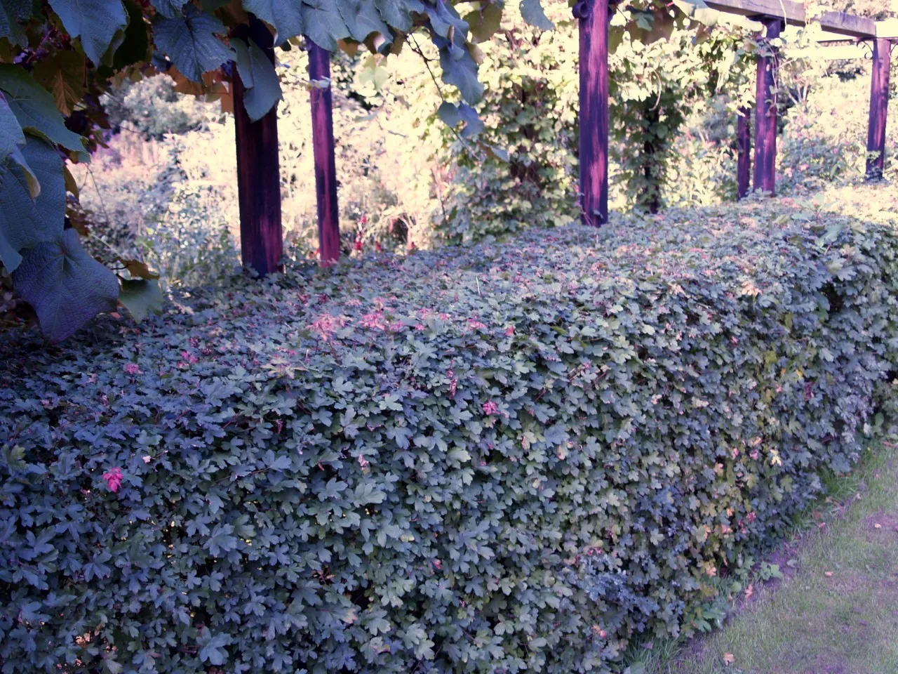 Acer campestre autochtoon : W : 60-100 Acer campestre autochtoon : W : 60-100