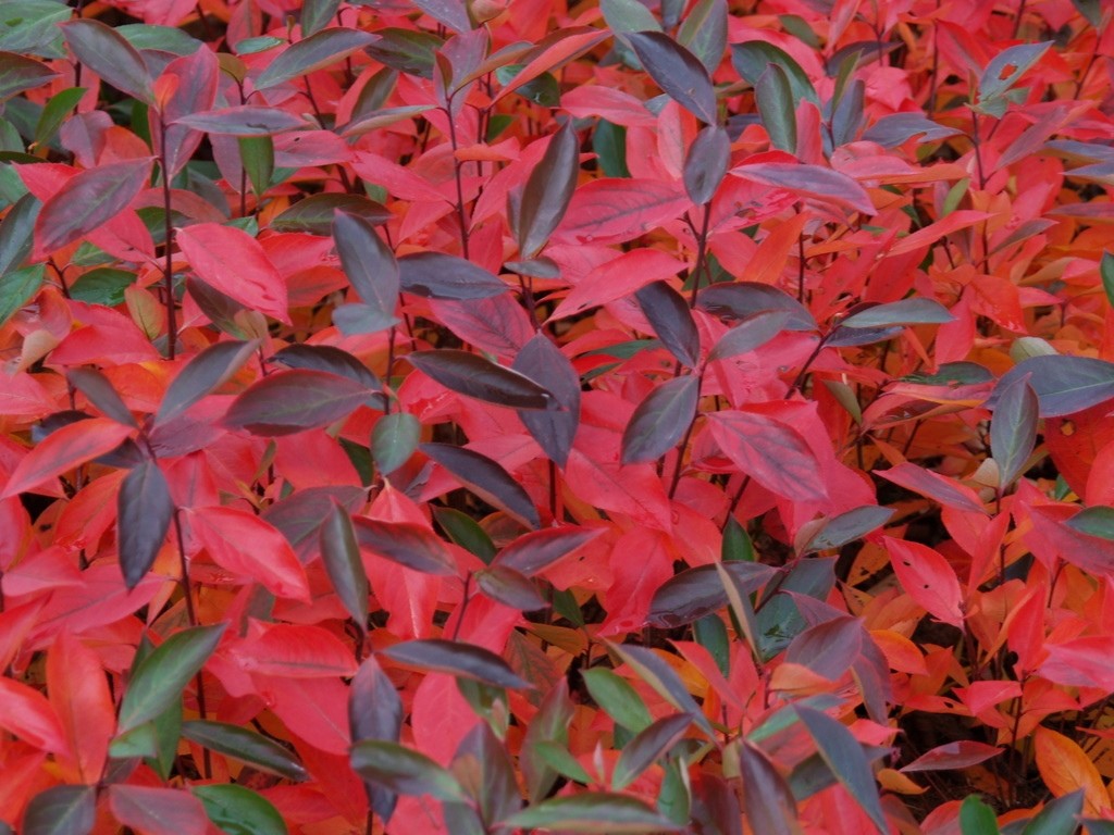 Aronia melanocarpa 'Hugin' aronia-melanocarpa-hugin