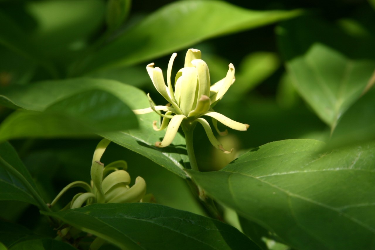 Calycanthus floridus 'Athens' : C2 : 30-60
