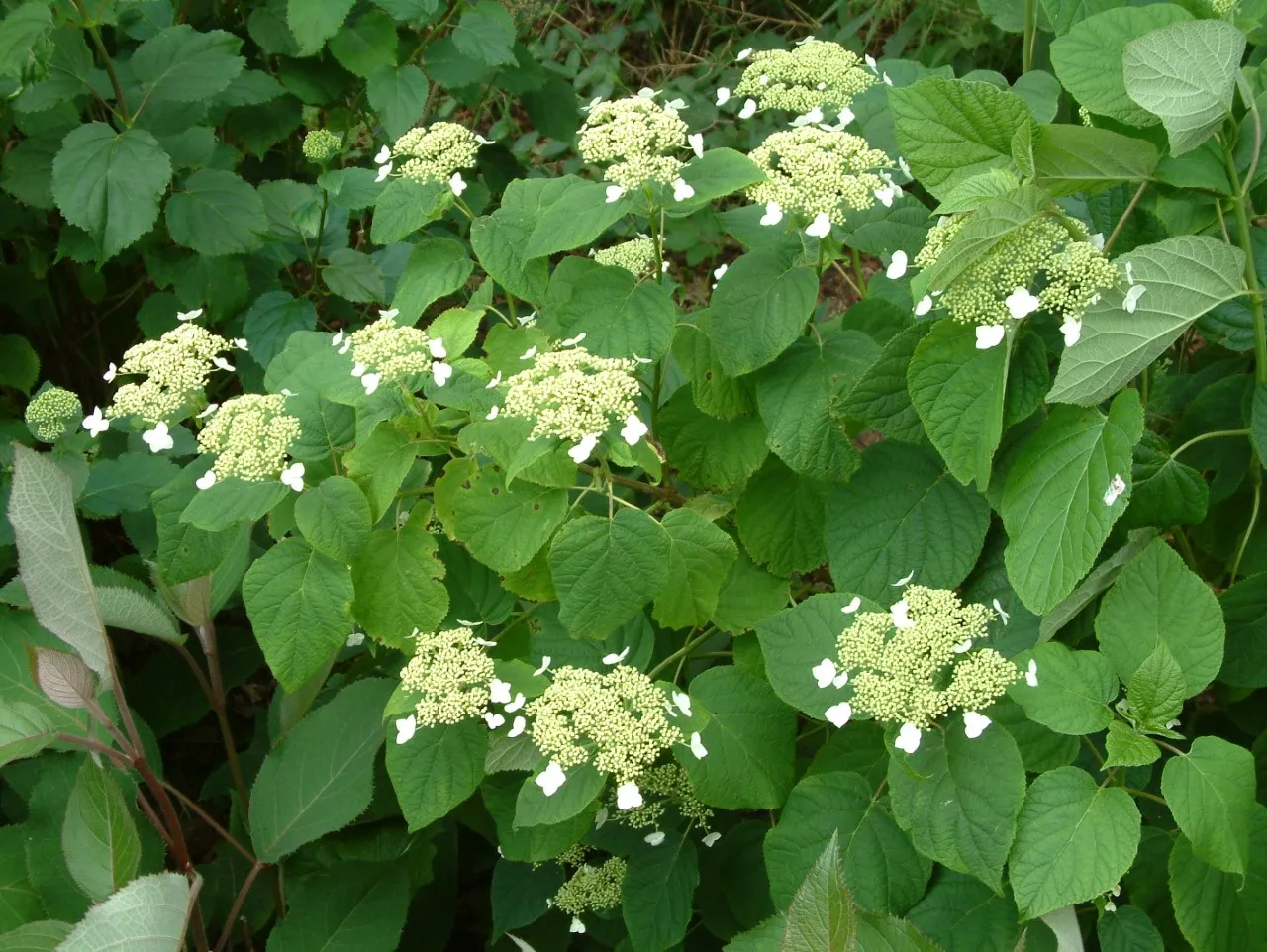 Hydrangea arborescens radiata : C2 : 40-60 | 40-60cm C2 | HYARADIA_C2_40-60