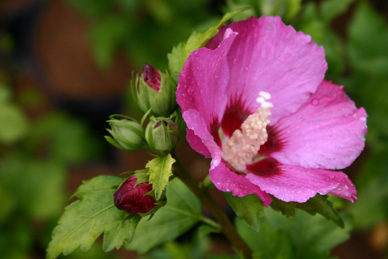 hibiscus-syriacus-woodbridge