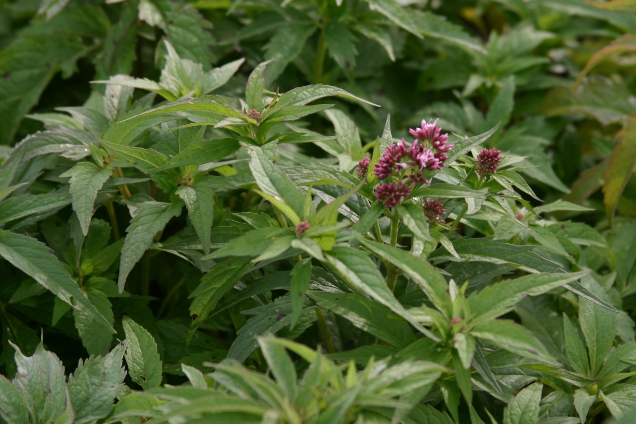 eupatorium-cannabinum