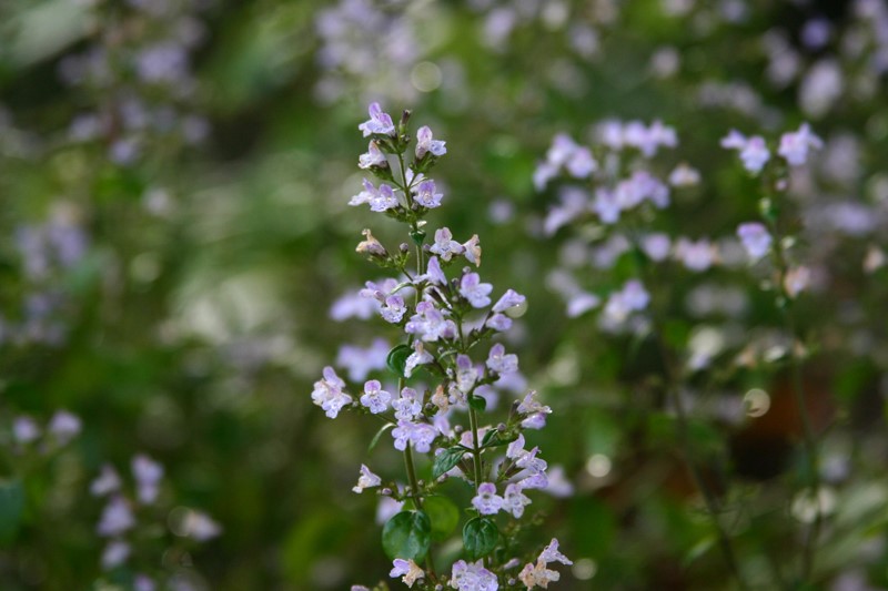 calamintha-nepeta-blue-cloud