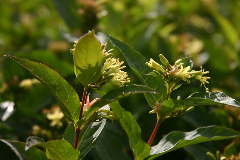 diervilla-sessilifolia-butterfly