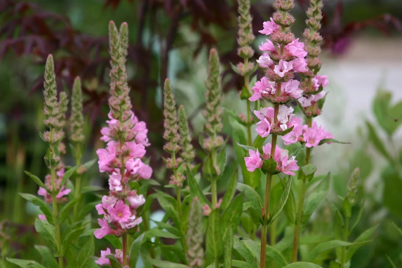 Lythrum salicaria 'Blush'