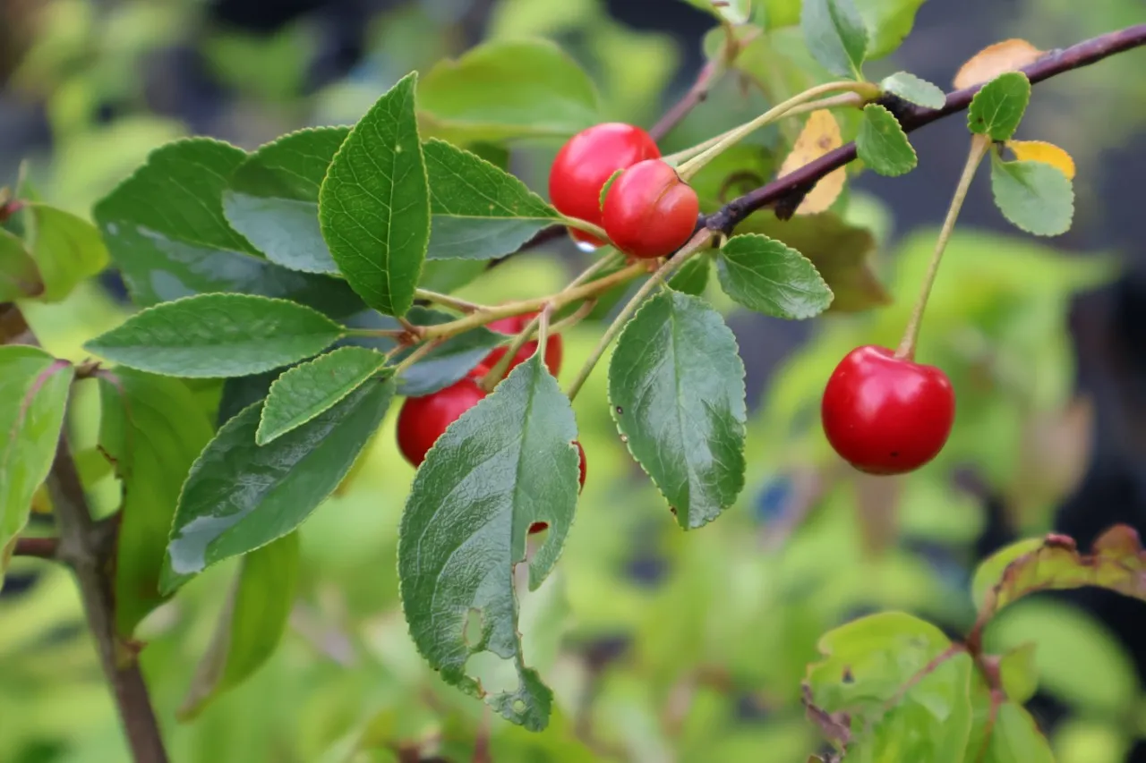 Prunus 'Carmine Jewel'