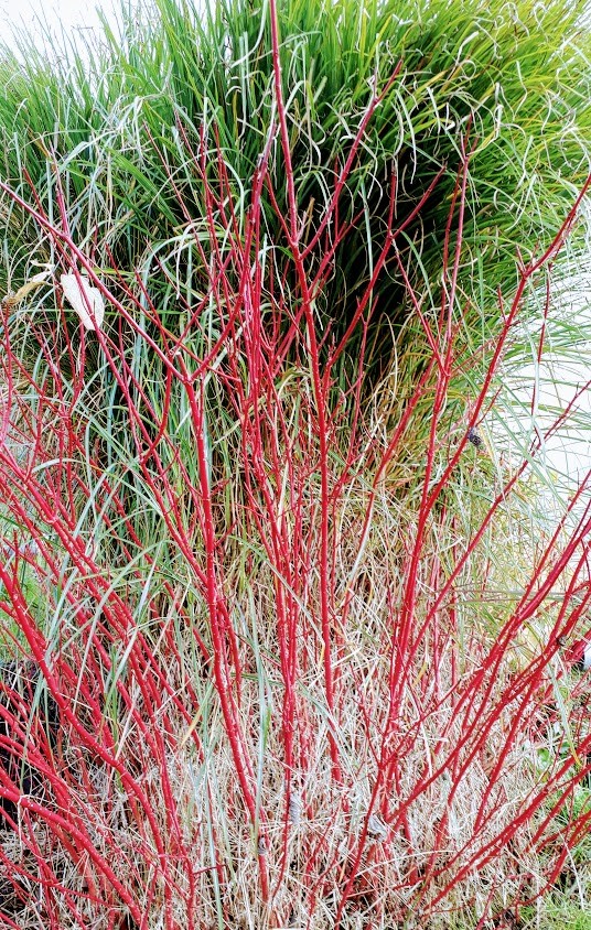 cornus-alba-sibirica