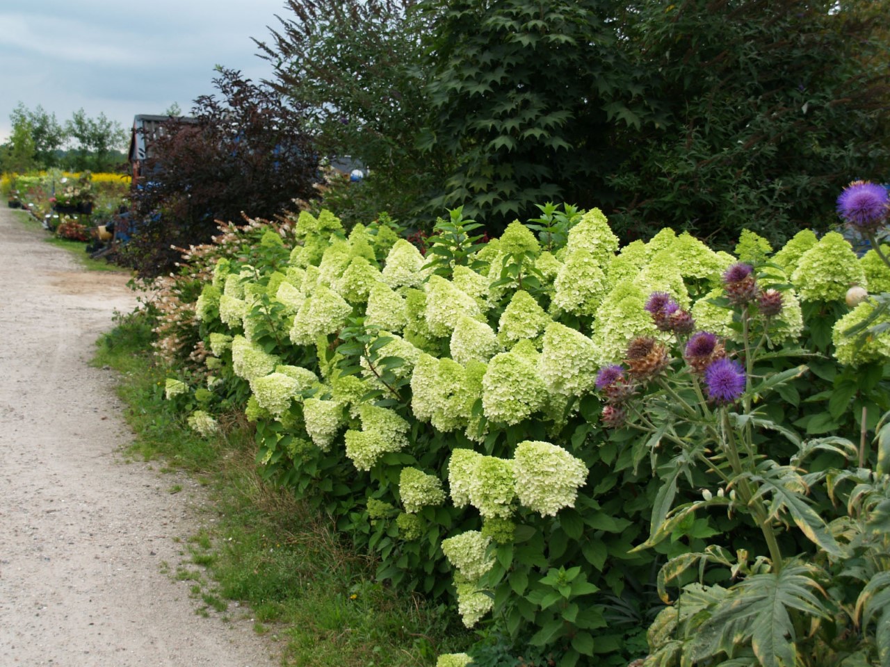 Hydrangea paniculata 'Limelight'