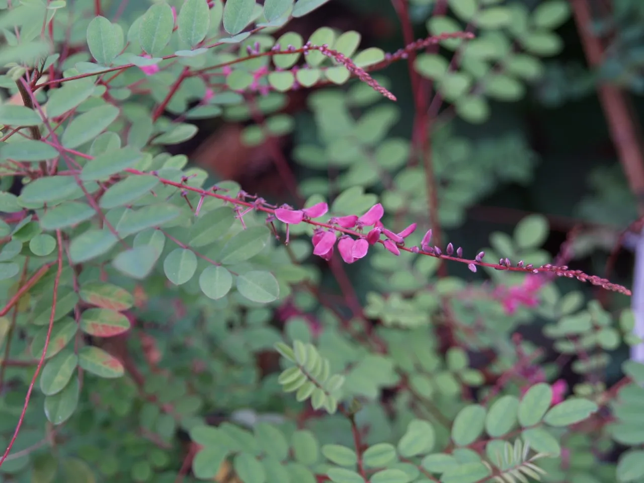 Indigofera howellii