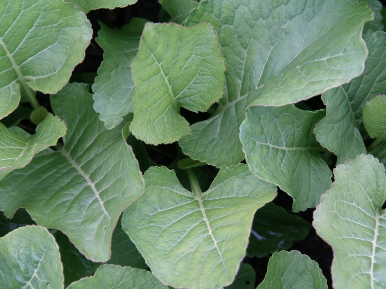 Armoracia rusticana Armoracia rusticana