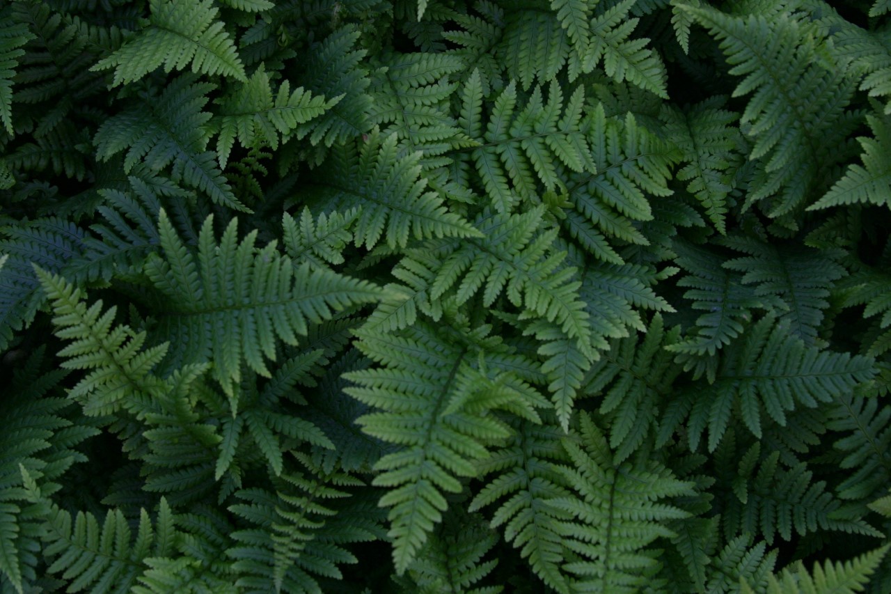 Dryopteris affinis dryopteris-affinis