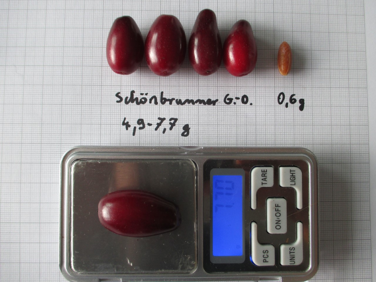 Cornus mas 'Schonbrunner Gourmet Dirndl' cornus-mas-schonbrunner-gourmet-dirndl