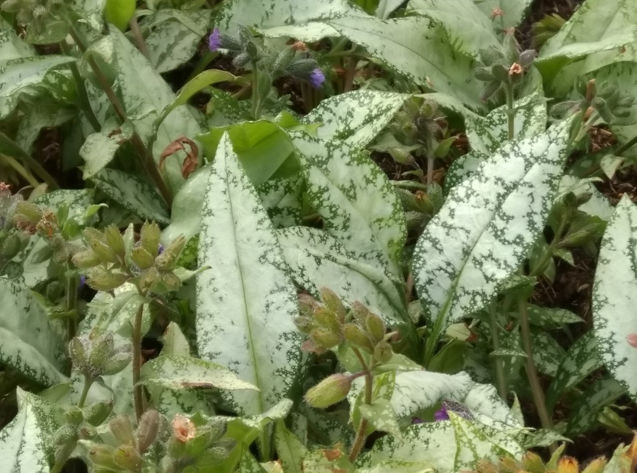 pulmonaria-longifolia-diana-clare