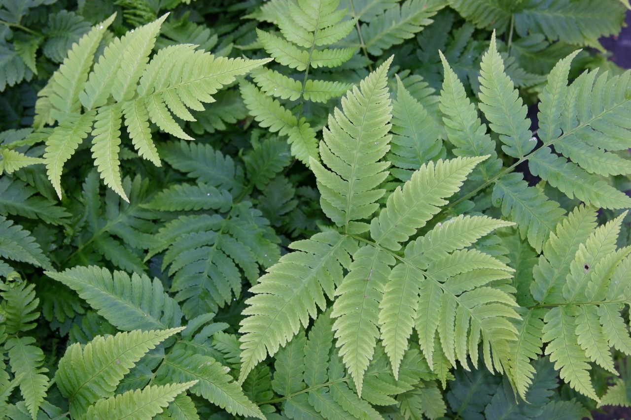 dryopteris-goldiana