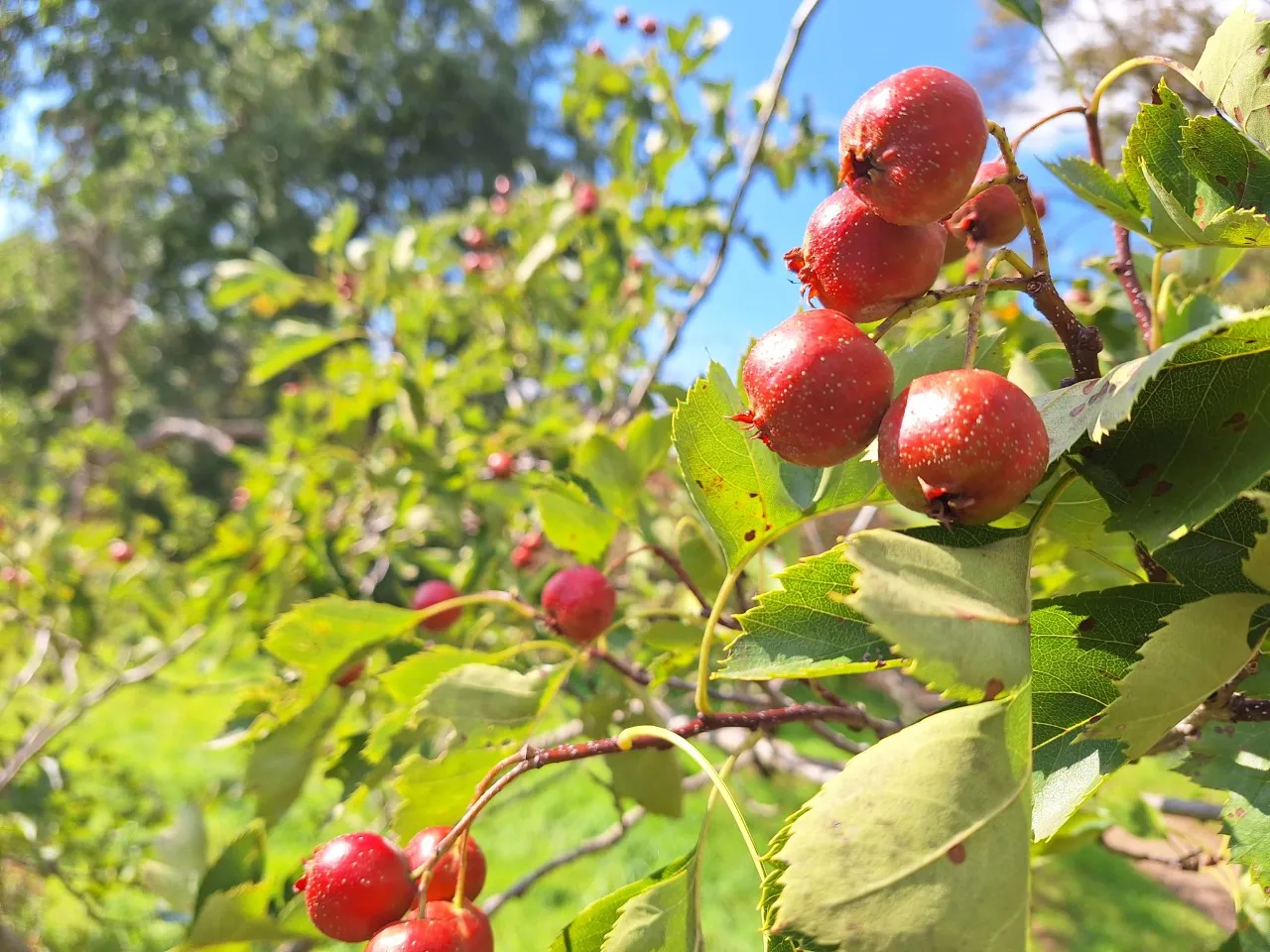 Crataegus pinnatifida 'Big Ball'
