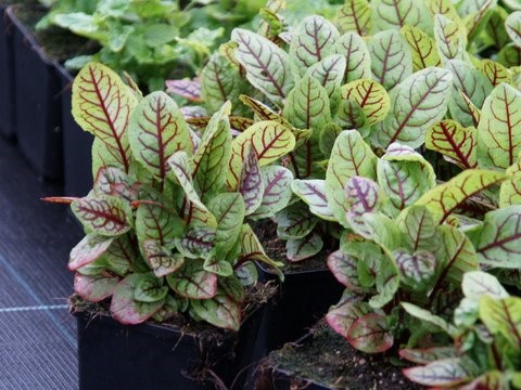 rumex-sanguineus-var-sanguineus