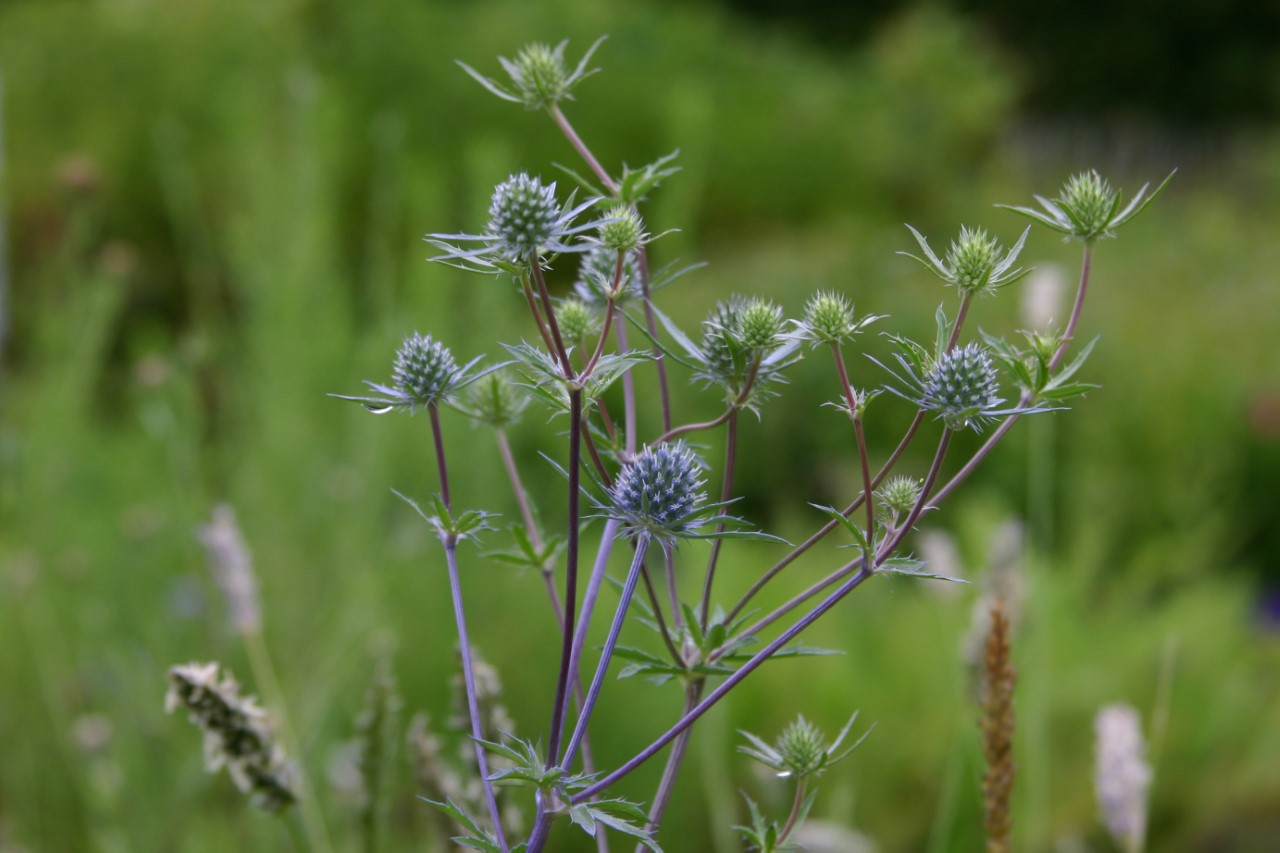 eryngium-planum