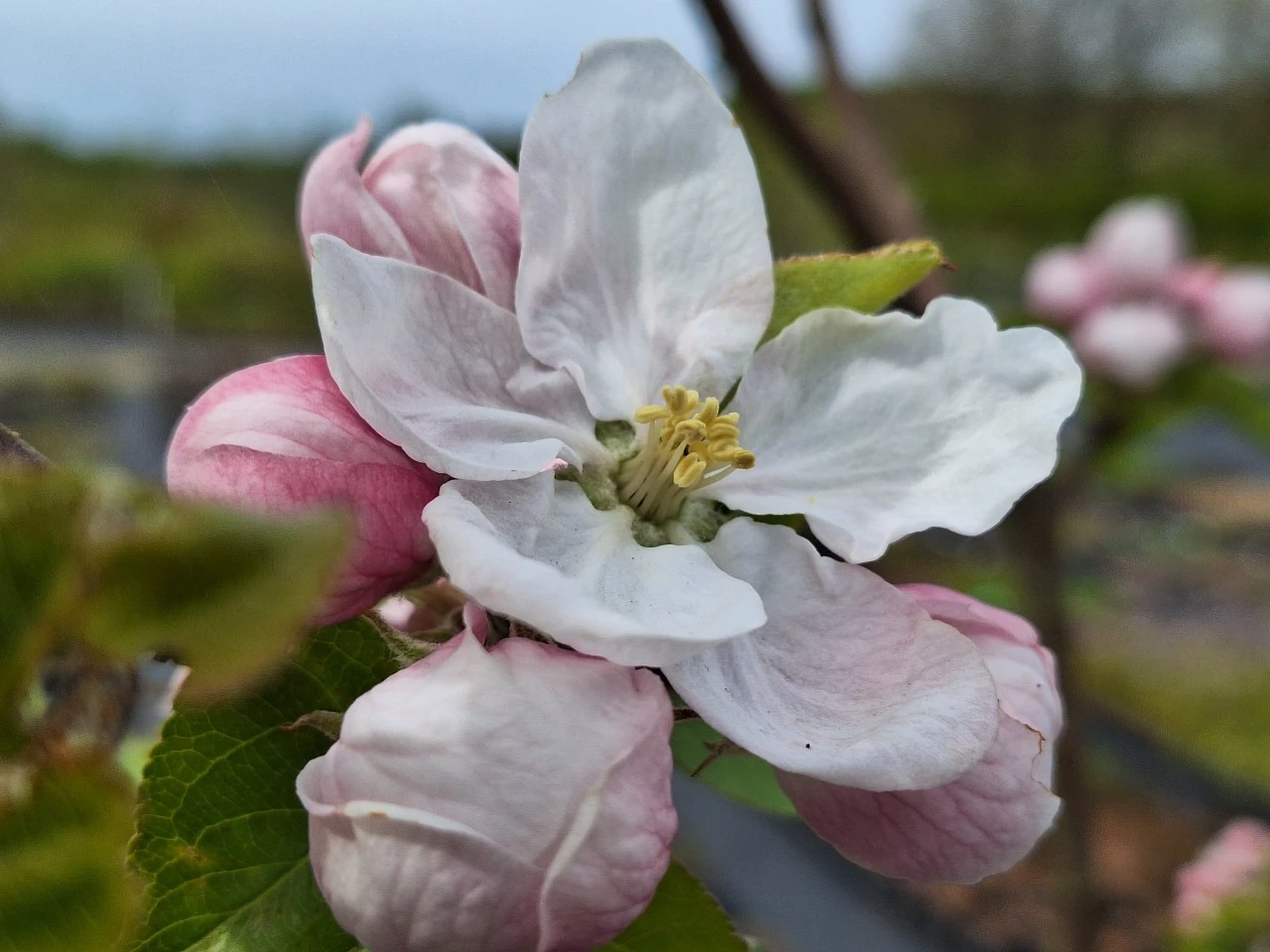 Malus domestica 'Notarisappel'