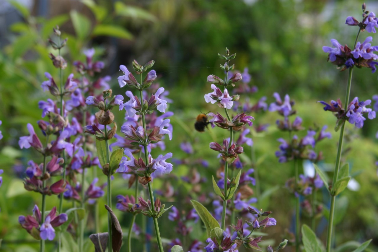 salvia-lavandulifolia