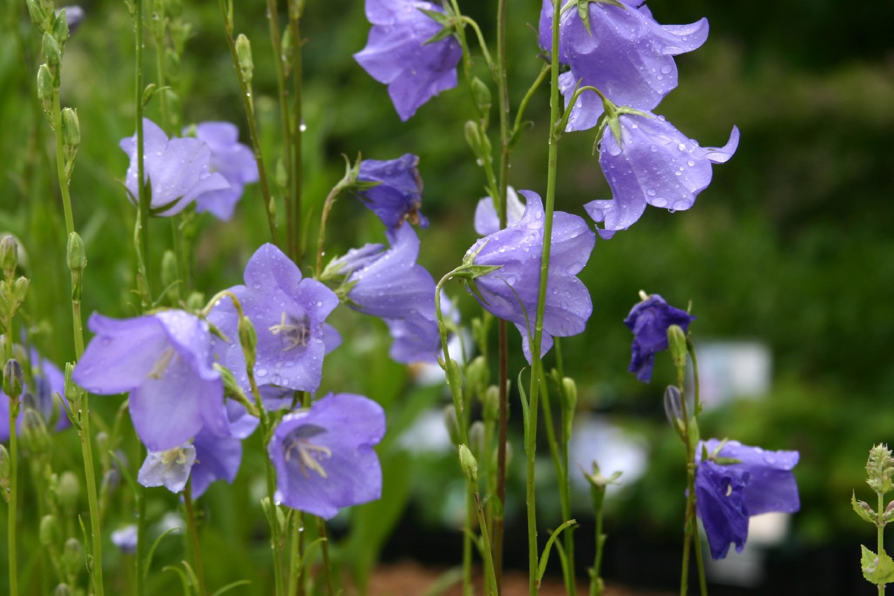 campanula-persicifolia