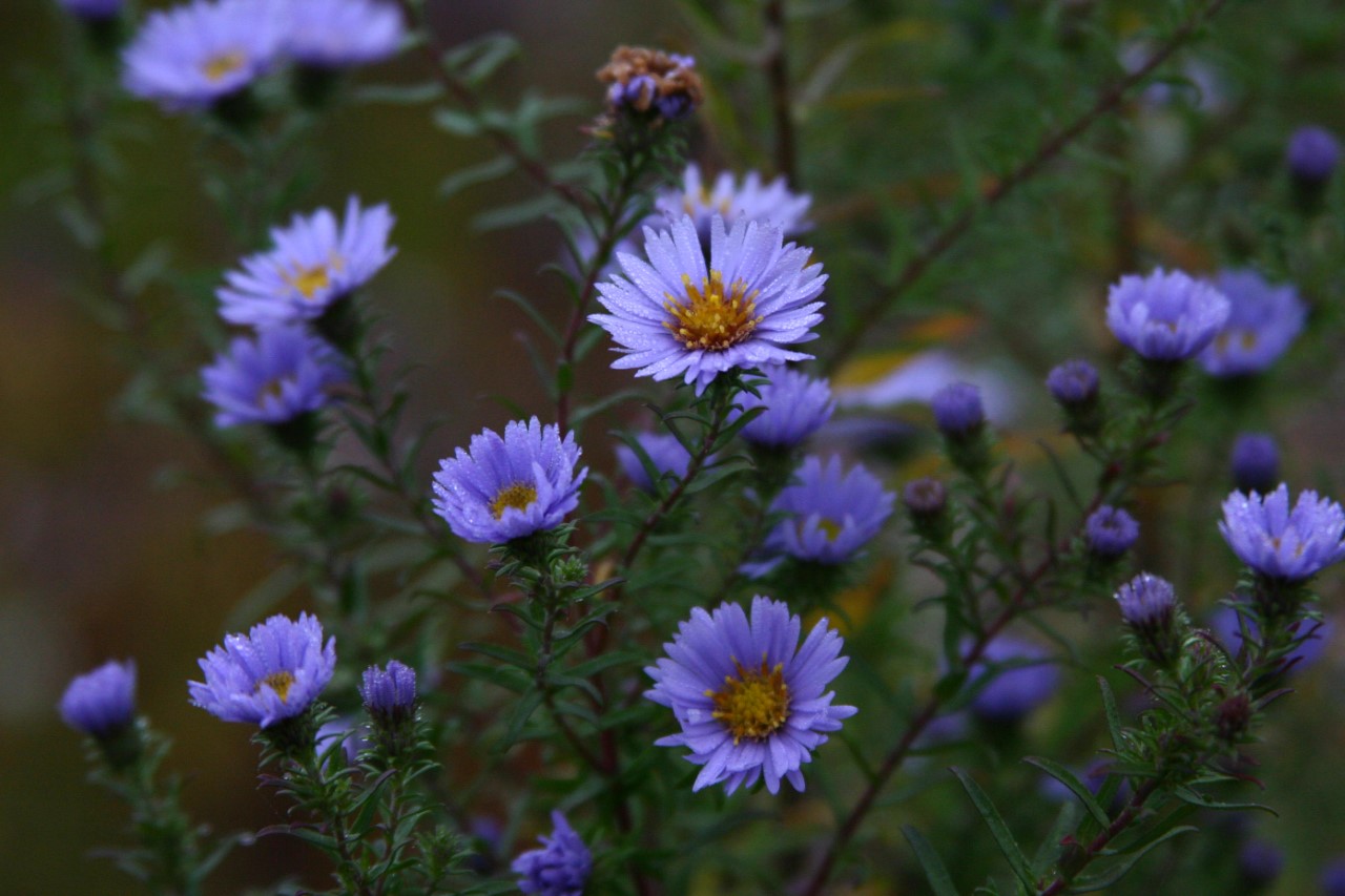 aster-amethystinus-freiburg