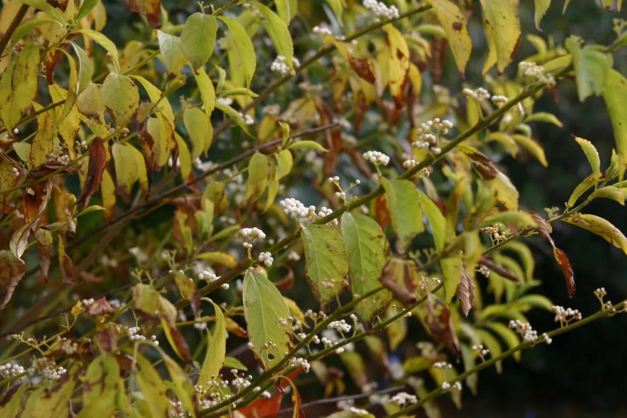 Callicarpa dichotoma albifructa