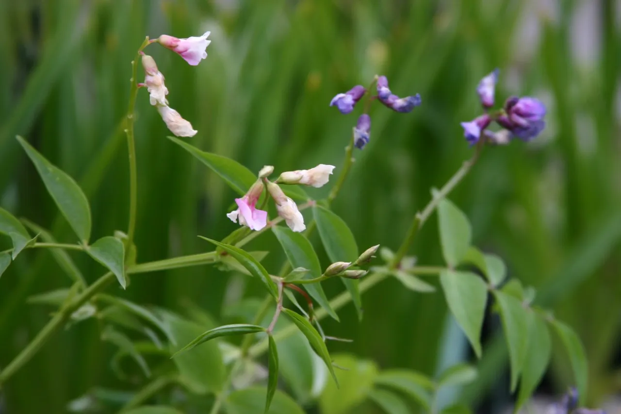 Lathyrus vernus
