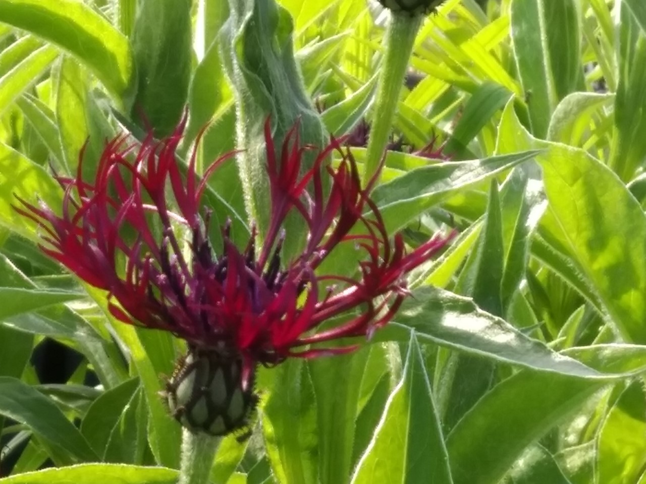 centaurea-montana-jordy