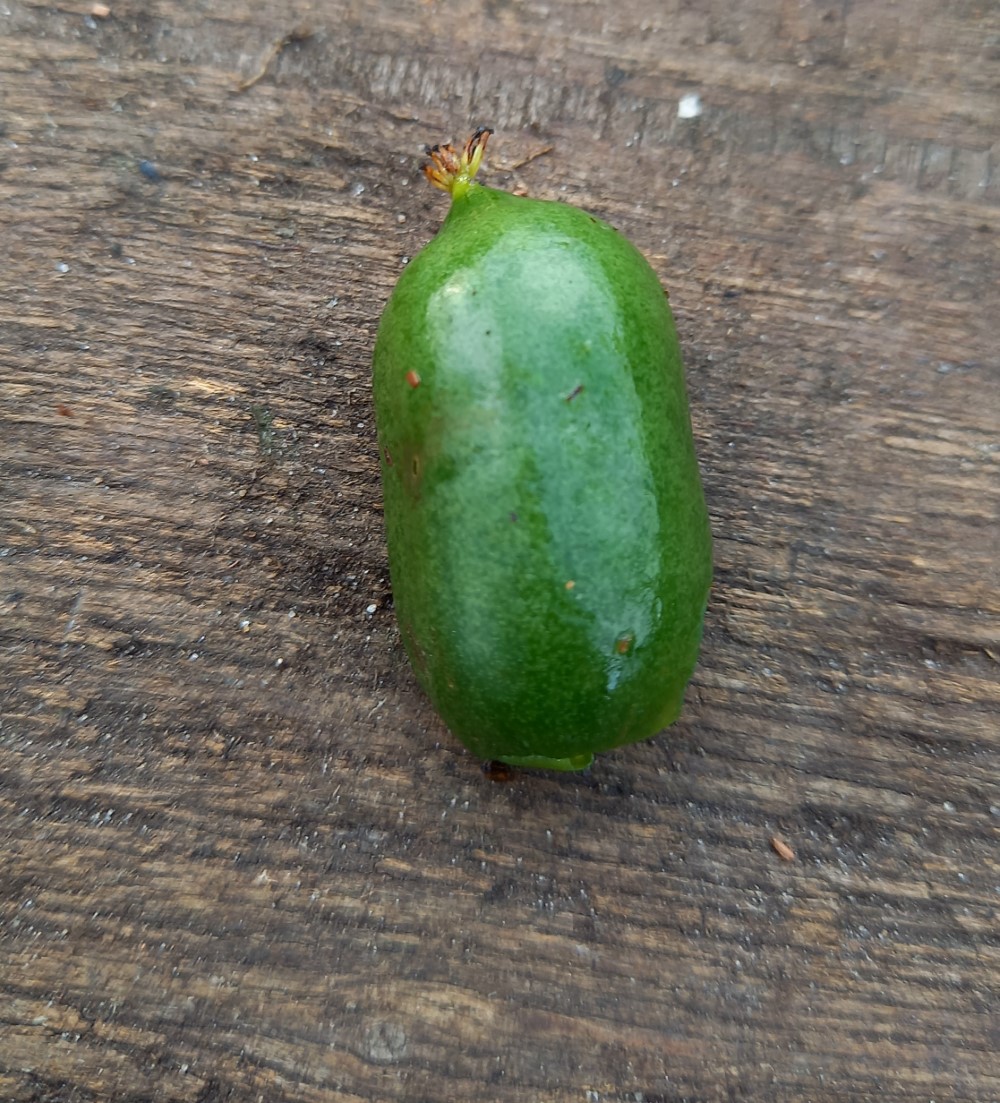Actinidia arguta 'Issai' actinidia-arguta-issai
